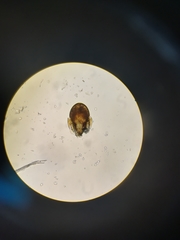 Galumnidae