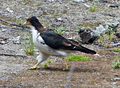 Daptrius albogularis