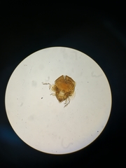 Galumnidae
