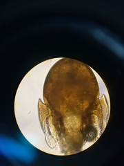 Galumnidae