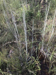 Andropogon capillipes