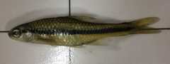 Notropis bifrenatus