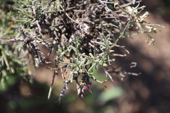 Muraltia spinosa
