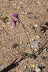 Ixia ramulosa