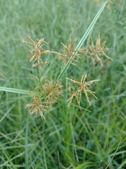 Cyperus esculentus leptostachyus