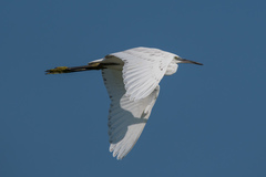 Egretta garzetta × gularis