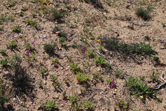 Ixia ramulosa