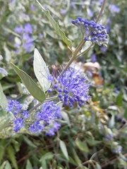Caryopteris × clandonensis