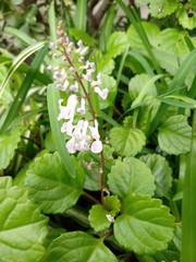 Plectranthus verticillatus