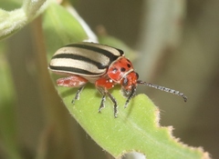 Disonycha latiovittata