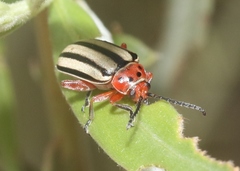 Disonycha latiovittata