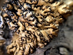 Hypogymnia austerodes