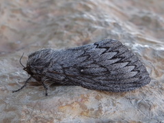 Gloveria arizonensis