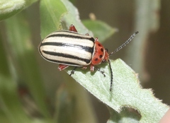 Disonycha latiovittata