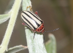 Disonycha latiovittata