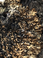 Hypogymnia austerodes