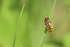 Acmaeodera mixta