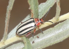 Disonycha latiovittata