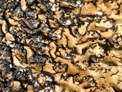 Hypogymnia austerodes