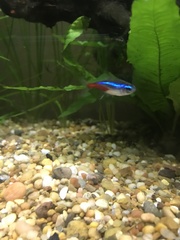 Paracheirodon innesi