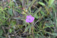 Agalinis neoscotica