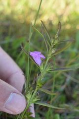 Agalinis neoscotica