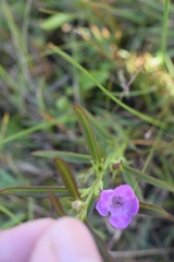 Agalinis neoscotica