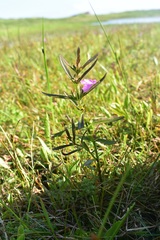Agalinis neoscotica