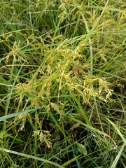 Cyperus iria