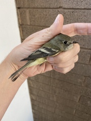 Empidonax occidentalis