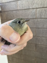 Empidonax occidentalis