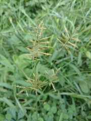 Cyperus esculentus leptostachyus