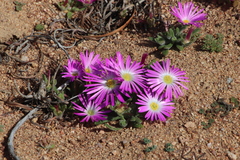 Cleretum hestermalense