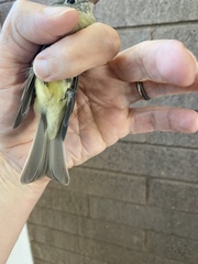 Empidonax occidentalis