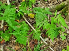 Phegopteris
