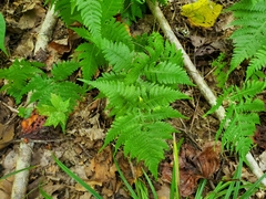 Phegopteris