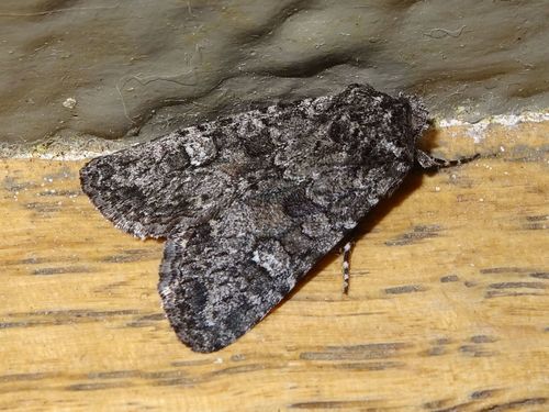 Lacinipolia stenotis