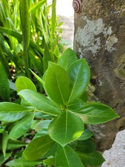 Elaeodendron xylocarpum