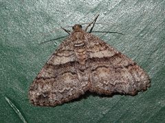 Prionomelia spododea