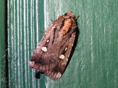 Abagrotis glenni