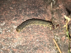 Mamestra brassicae