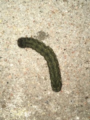 Mamestra brassicae