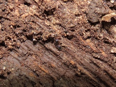Myrmecina americana
