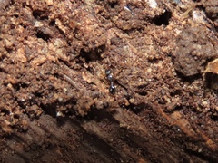 Myrmecina americana