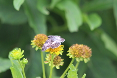 Chiomara georgina georgina