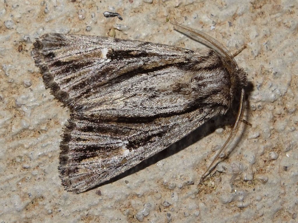 Tricholita bisulca