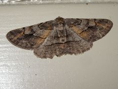 Stenoporpia glaucomarginaria