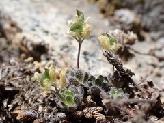 Draba lemmonii