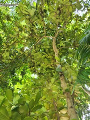 Elaeodendron xylocarpum