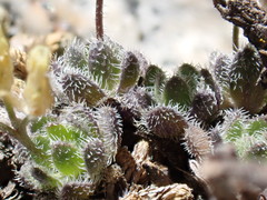Draba lemmonii